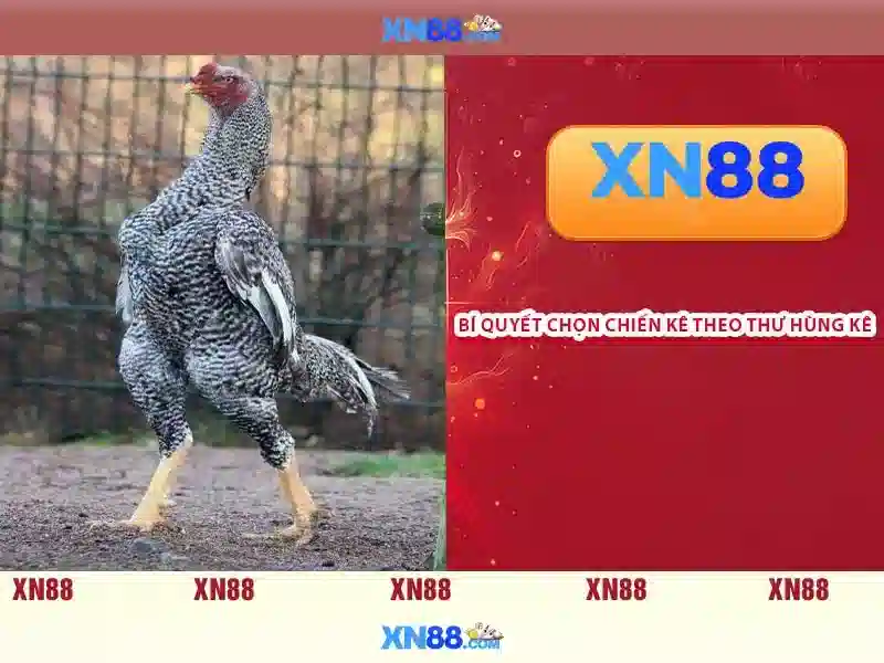 xn88 cacelem – Dấu ấn thương hiệu và hành trình đổi mới