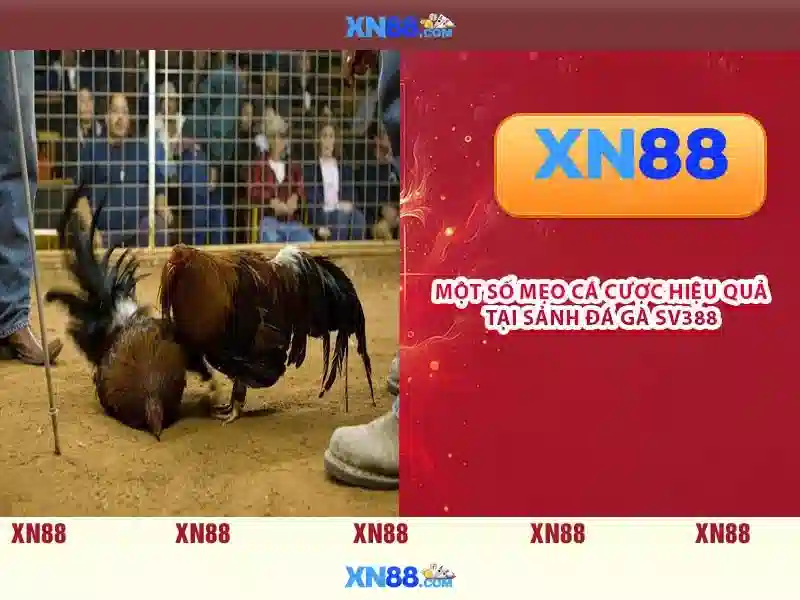 Xn88: Nền tảng giải trí trực tuyến và nhận xét tổng quan