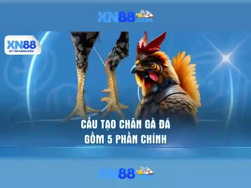 XN88: Nền tảng giải trí và cá cược trực tuyến
