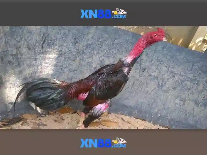 xn88: Nền tảng trò chơi trực tuyến và đánh giá an toàn