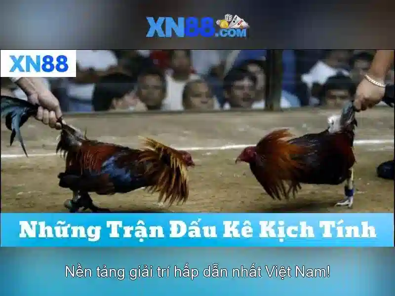 Giới thiệu về xn88 - Nền tảng giải trí và cược trực tuyến