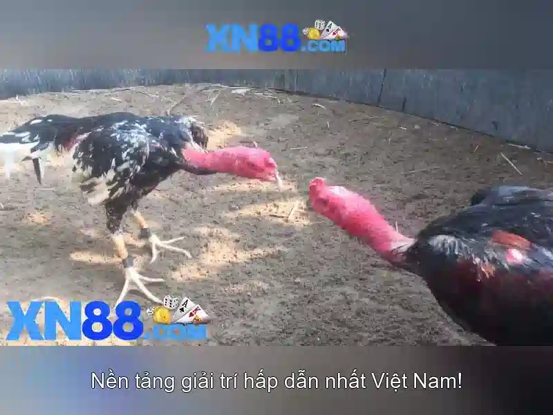 xn88: Cổng thông tin giải trí trực tuyến